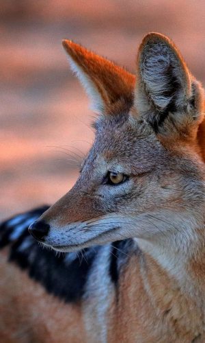 Jackal detail evening portrait, Polentswa, Botswana in Africa.   Beautiful wildlife scene from Africa with nice sun light. Jackal and evening sunlight. Black-Backed Jackal, Canis mesomelas.