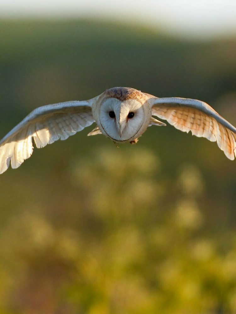 Wild Barn Owl in flight